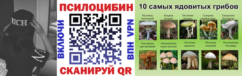 Галлюциногенные грибы Psilocybine cubensis  закладка  Медынь 